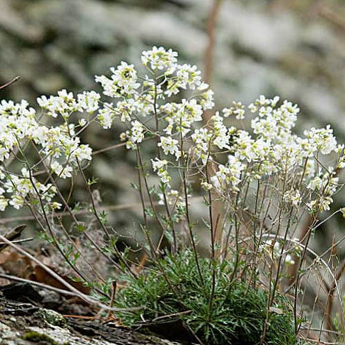 DRABA RAMOSISSIMA seed image
