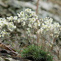 DRABA RAMOSISSIMA seed image