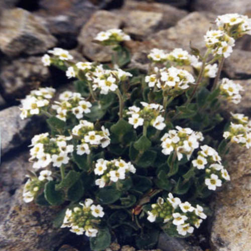 DRABA SAKURAII seed image