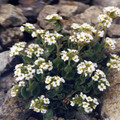 DRABA SAKURAII seed image