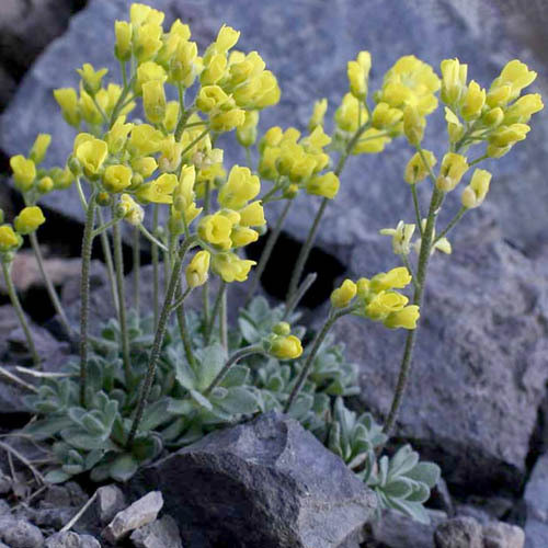 DRABA SPHAEROIDES seed image