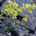 DRABA SPHAEROIDES seed image