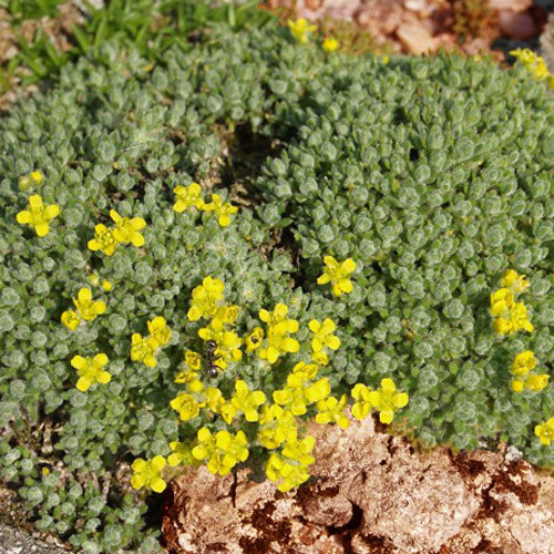 DRABA VENTOSA seed image