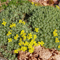 DRABA VENTOSA seed image