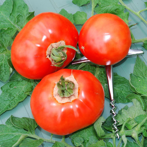 TOMATO DRUZBA seed image