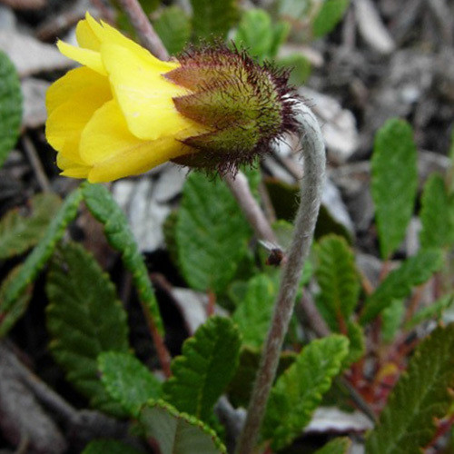 Goldwurz (Dryas drummondii)
