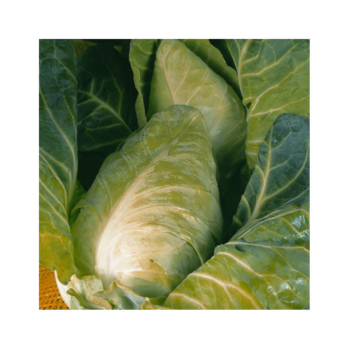 CABBAGE DURHAM EARLY seed image