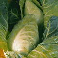 CABBAGE DURHAM EARLY seed image