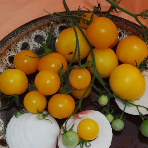 TOMATO EARL OF EDGECOMBE seed image