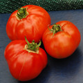 TOMATO EARLIANA seed image