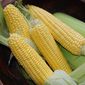 SWEETCORN EARLIBIRD F1 seed image