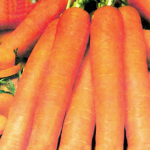 CARROT EARLY NANTES seed image