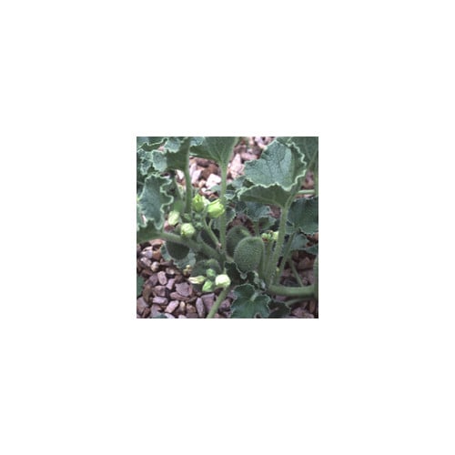 ECBALLIUM ELATERIUM (SQUIRTING CUCUMBER) seed image
