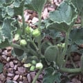 ECBALLIUM ELATERIUM  (SQUIRTING CUCUMBER) seed image