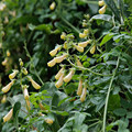 ECCREMOCARPUS SCABER 'TRESCO' CREAM seed image