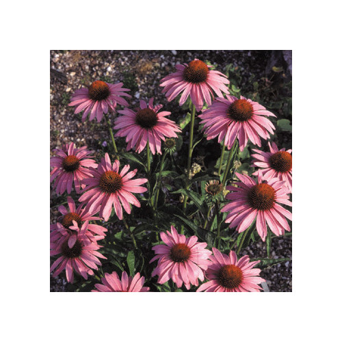 ECHINACEA PURPUREA 'BRILLIANT STAR' seed image