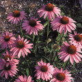 ECHINACEA PURPUREA 'BRILLIANT STAR' seed image