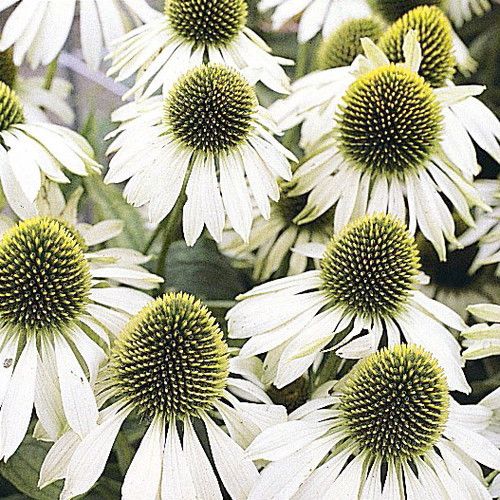 ECHINACEA PURPUREA 'WHITE SWAN' seed image