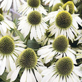 ECHINACEA PURPUREA 'WHITE SWAN' seed image