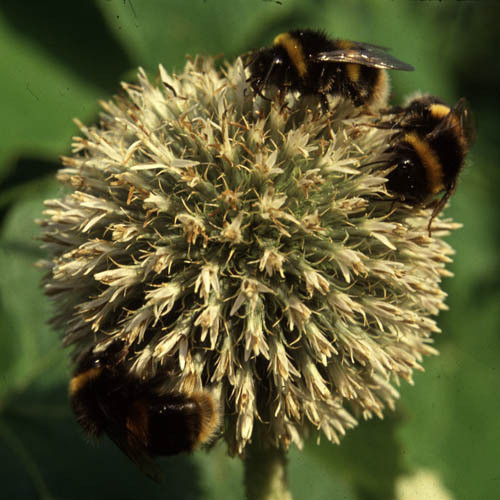 ECHINOPS BANNATICUS 'THE GIANT' seed image
