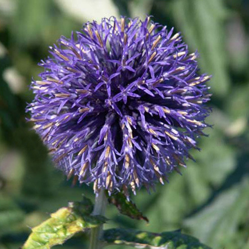 ECHINOPS RITRO VEITCH'S BLUE seed image