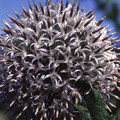 ECHINOPS TIENSHANICUM seed image