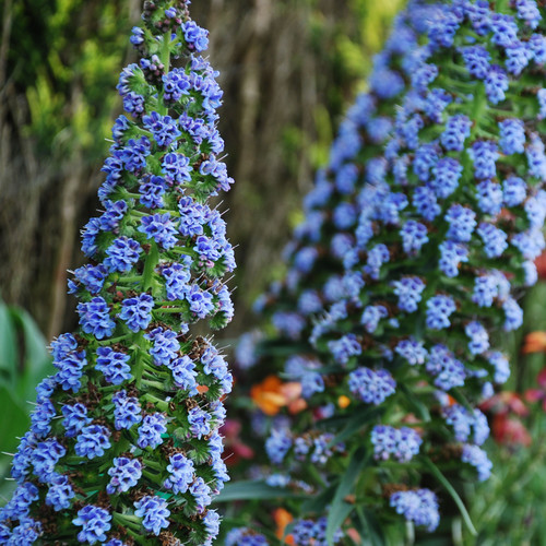 ECHIUM FASTUOSUM BLUE DWARF seed image