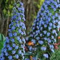 ECHIUM FASTUOSUM BLUE DWARF seed image