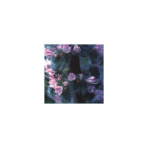 Echium italicum
