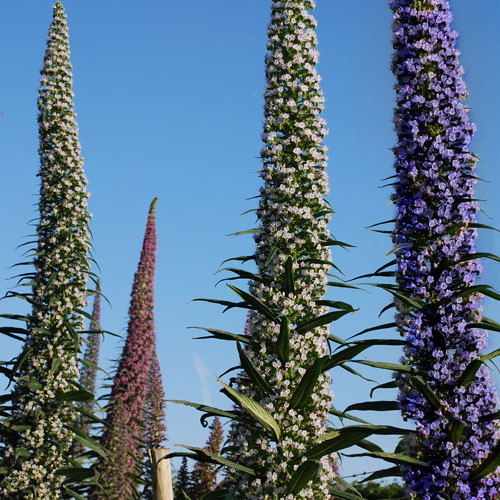 ECHIUM PININANA 3 COLOURS seed image