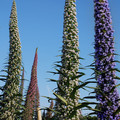 ECHIUM PININANA 3 COLOURS seed image