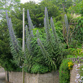 ECHIUM PININANA 'BLUE STEEPLE' seed image