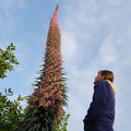 ECHIUM 'PINK FOUNTAIN' seed image