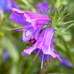 ECHIUM PLANTAGINEUM seed image