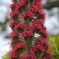ECHIUM 'RED ROCKET'  (X WILDPRETII) seed image