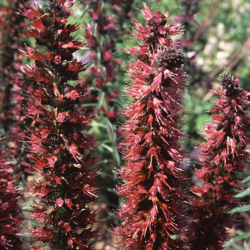 ECHIUM RUSSICUM seed image