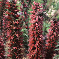 ECHIUM RUSSICUM seed image