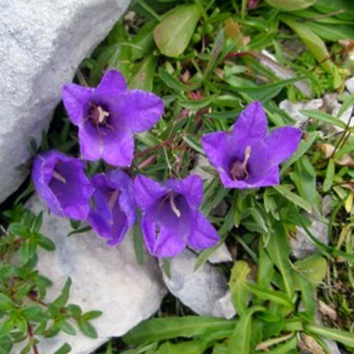 EDRAIANTHUS MONTENEGRINUS  seed image