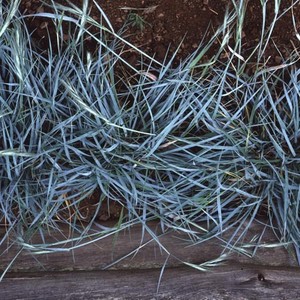 ELYMUS MAGELLANICUS seed image