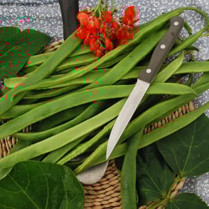 BEAN ENORMA seed image