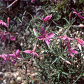 EPILOBIUM DODONAEI seed image
