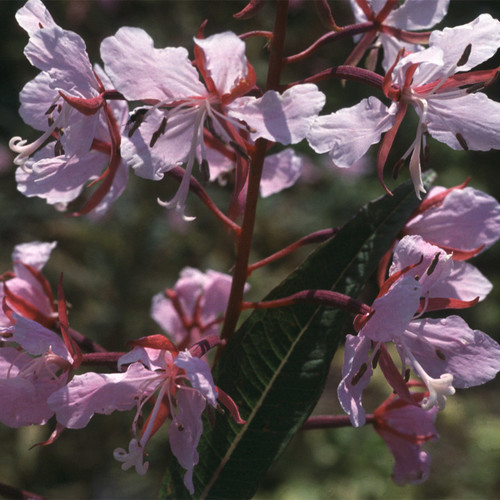 Plant World Seeds Epilobium Angustifolium Album Seeds 