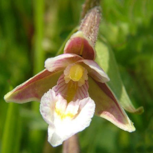 EPIPACTIS PALUSTRIS seed image
