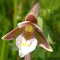 EPIPACTIS PALUSTRIS seed image