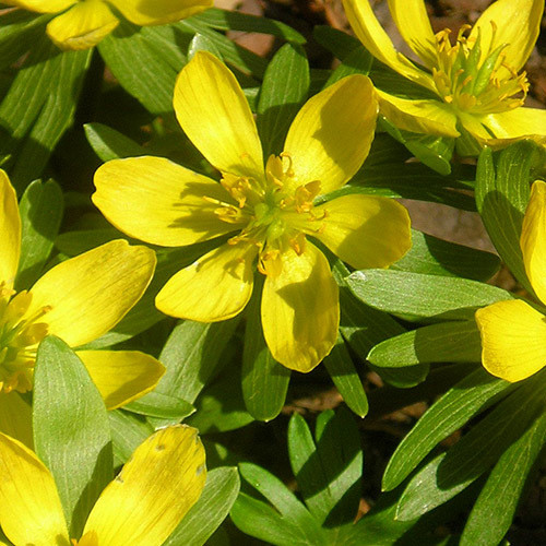 ERANTHIS CILICICA seed image
