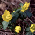 ERANTHIS HYEMALIS seed image