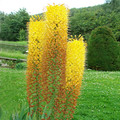 EREMURUS ROBUSTUS seed image