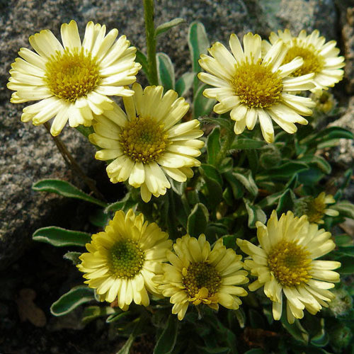 ERIGERON AUREUS seed image