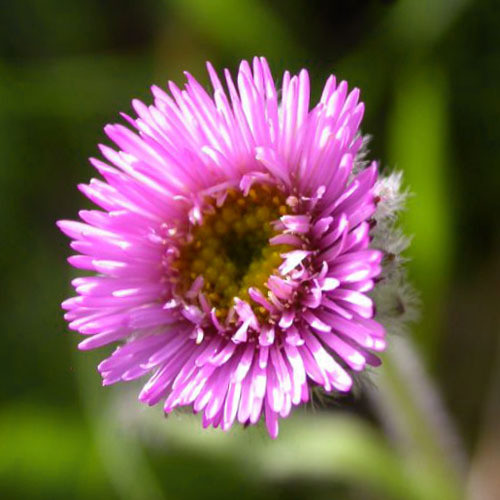 ERIGERON BOREALIS seed image