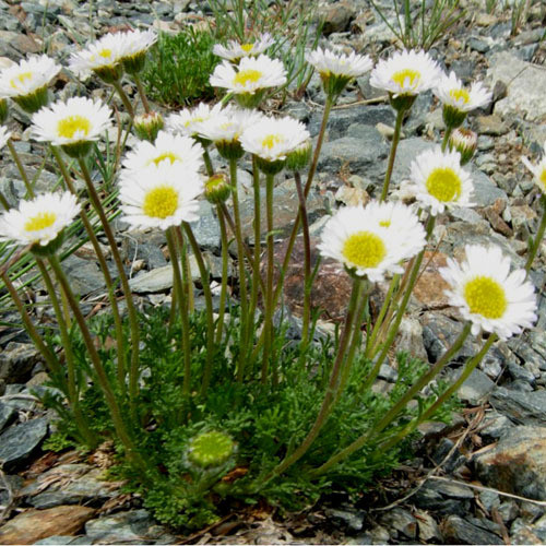 ERIGERON COMPOSITUS seed image